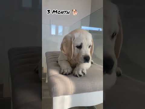 One Month Vs One Year Labrador transformation #shots #feed #dog #pets #dogs #doglover #puppy #love