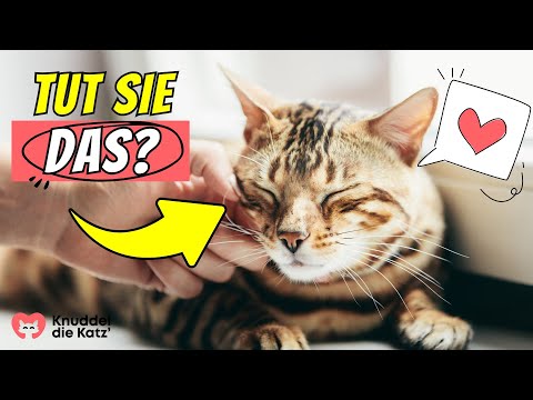 5 things cats only do when they feel loved 😮