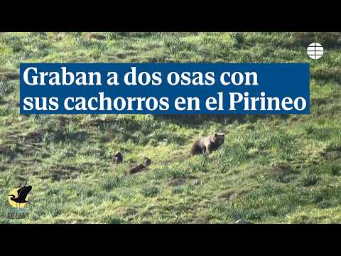 Graven per primera vegada al Pirineu dues oses amb 3 cadells cadascuna a Aran (Lleida)