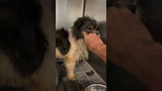 This poor baby is sitting, shaking, terrified, covered in fleas & saturated in urine desperately needs our help!! This poor baby is sitting, shaking, terrified, covered in fleas & saturated in urine desperately needs our help!!