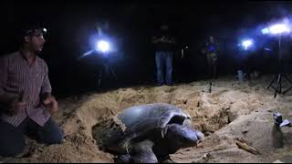 Tortuga verde (Chenolia mydas) Bautizada como Mabí. Video 360