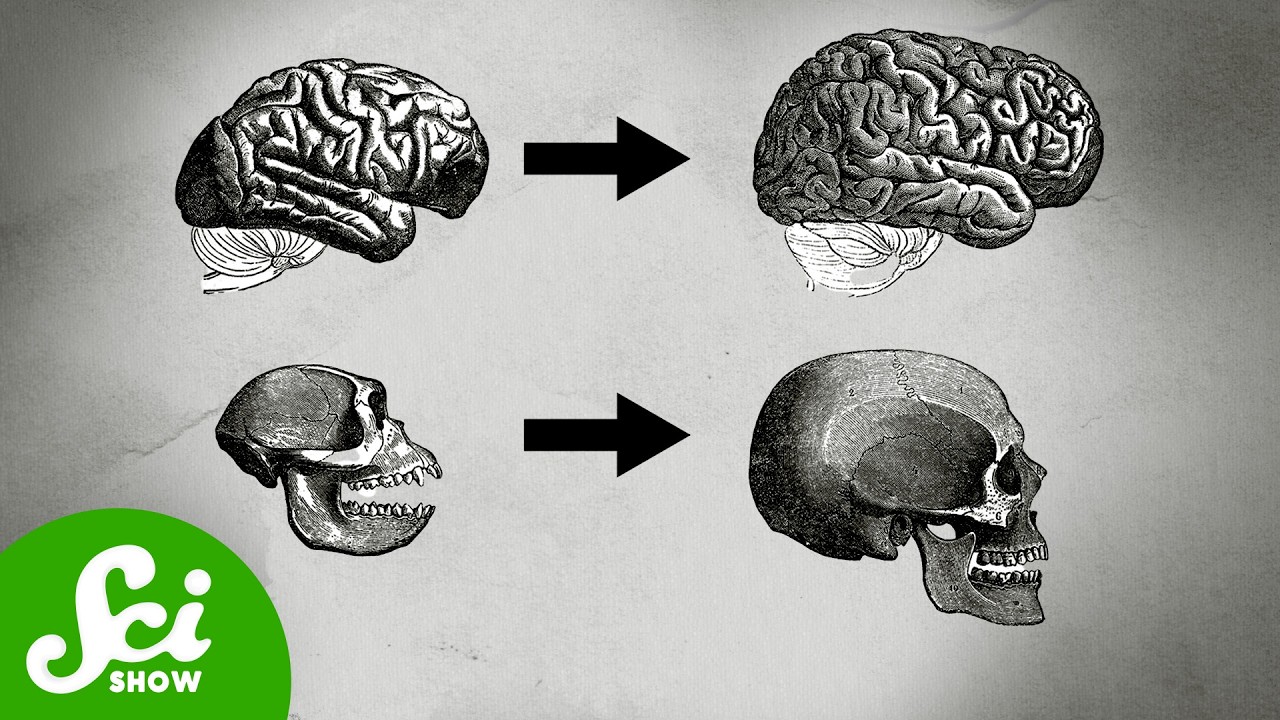 The Evolutionary Basis of Autism