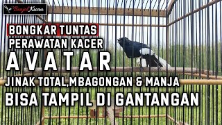 Download lagu Total Tame, Pamper, and Bagongan Kacer Care So It Can Be Entered in Competitions - BONJOL KICAU mp3 Download lagu Total Tame, Pamper, and Bagongan Kacer Care So It Can Be Entered in Competitions - BONJOL KICAU mp3