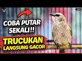 PANCINGAN TRUCUKAN GACOR ROPEL PANJANG ️AMPUH UNTUK MASTERAN TRUCUKAN BAHAN MACET NYAUT GACOR