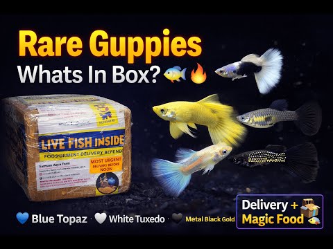 Samson Aqua Farm Exotic Guppies Unboxed A Fish Lover's Dream! #guppyfish #importedguppy #guppyfishes