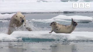 Hungry polar bear surprises a seal - The Hunt: Episode 2 Preview - BBC One
