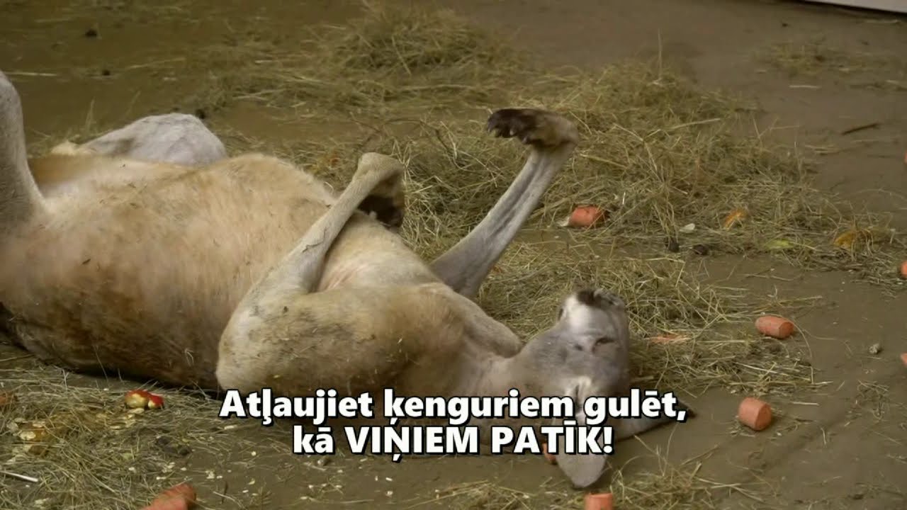 Atļaujiet ķenguram Kingarū gulēt tā, kā viņam patīk