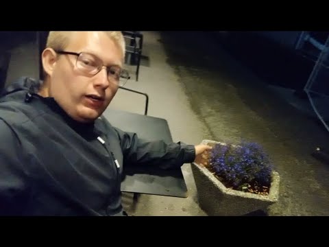 Hagelobelia i Elnesvågen sentrum 🙂 (Botanikkserie på norsk)