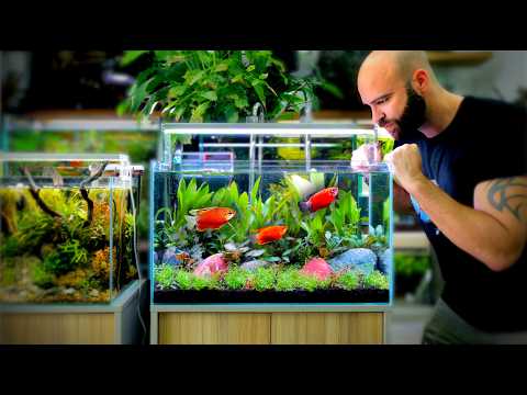 Perfect Calm Aquarium Setup for Tetras and Gourami Fish