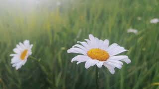 Тестовый товар 2