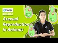 Asexual Reproduction In Animals Reproduction In Organisms Class 12 Biology CBSE NCERT