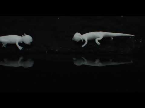 ZOON  | Jonatan Schwenk | Anima 2023 | Trailer