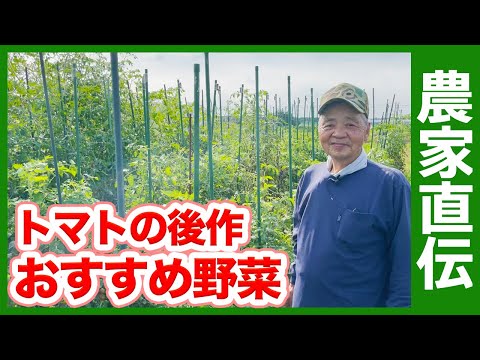 秋にトマトの後に何を植えることができますか？温室と庭用の7つの植物  庭園