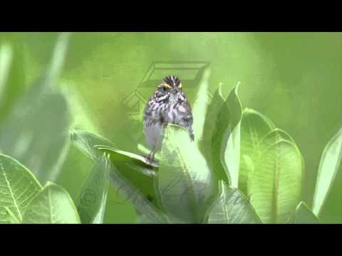 Strnádlik trávový (Passerculus sandwichensis) — spev a hlas v prírode