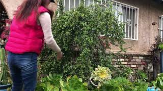 Turn your garden plants into a topiary/How to cutting and shaping your plants into an animal