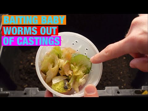 Baiting baby worms out of castings!