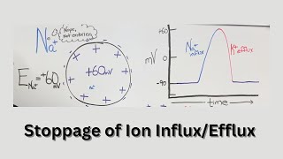 Equilibrium & Action Potentials