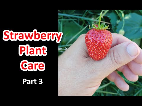Strawberry Plant Revival Make More And More Strawberry Plants