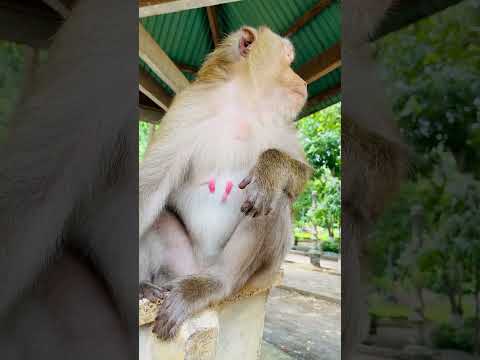 Love you monkey Jonena