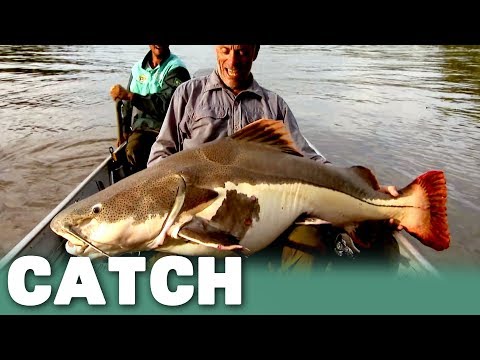 The Redtail Catfish and Parasitic Blood Sucker | River Monsters | Catch