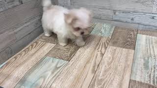 マルチーズの動画02