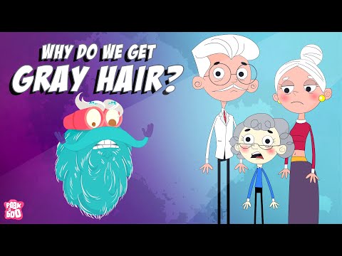 Why Do We Get GRAY HAIR? | Why Does Hair Turn GRAY? | The Dr Binocs Show | Peekaboo Kidz