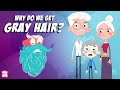 Why Do We Get GRAY HAIR? | Why Does Hair Turn GRAY? | The Dr Binocs Show | Peekaboo Kidz