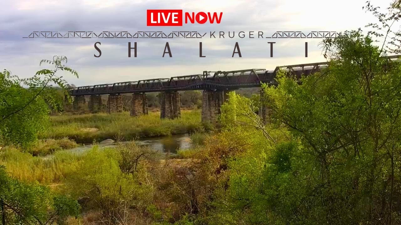 Live webcam view of Kruger Shalati Bridge Wildlife View