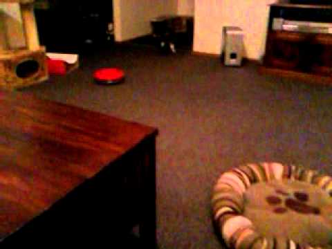 The Cat That Fetches