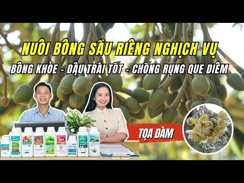 TẤT CẢ VỀ NUÔI BÔNG SẦU RIÊNG - Cách Giúp Bông Khỏe Đậu Trái Tốt VÀ Phát Triển Mạnh