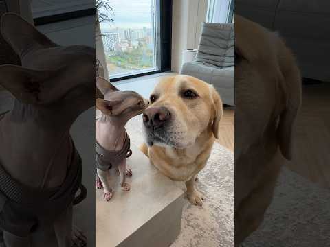 Самый сложный выбор Дени😁 Друг Мэни, Пармские колбаски от TiTBiT или прогулка, кого выберет Дени?🧐