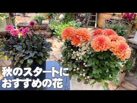 園芸 レッドロベリア