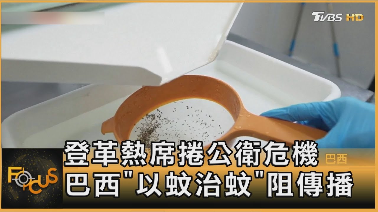 登革熱席捲公衛危機 巴西「以蚊治蚊」阻傳播