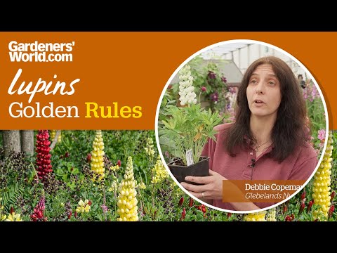 Caring for lupins - Golden Rules