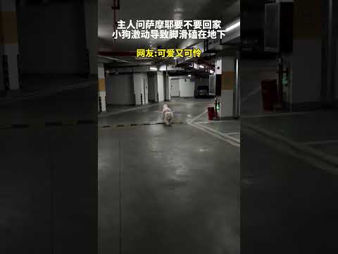 主人问萨摩耶要不要回家 小狗激动导致脚滑磕在地下 网友：可爱又可怜 #新闻 #共鸣 #大热门