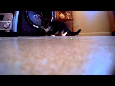 Cat laser.