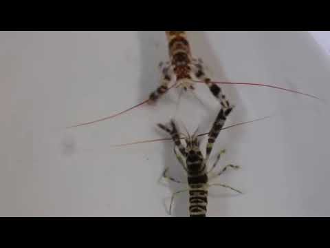 Pistol Shrimp | Shrimp with a Gun: Nature’s Sonic Weapon