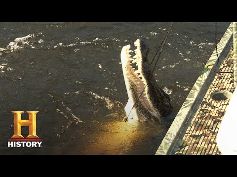 沼澤人新手們的偷襲與搶奪 (第11季)｜歷史沿革 (Swamp People: ROOKIES SNIPE & SNAG MASSIVE GATOR (Season 11) | History)