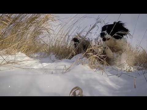 Field Bred English Springer Spaniel