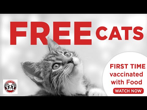 Wow ! 😍😍 Free Cat Adoption 😺😺 | Available only for limited time  | Cat Adoption | Samaria Pet Shop