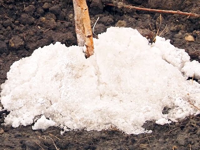 Насаждения засыпали  технической солью