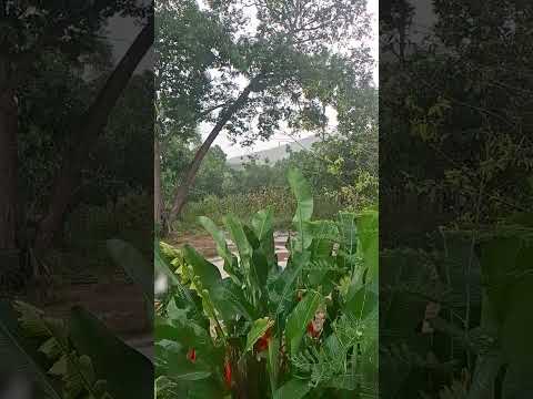#ceará #aracoiaba #maciço ##nordeste #mil#2025 #viral #top #shorts #shortsvideos #lindo #som #chuva