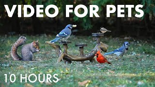 Saturday Morning Cartoons for Pets - 10 Hours of Backyard Bliss for Birds - Oct 11, 2025