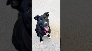 Video preview image #1 Border Collie-Unknown Mix Puppy For Sale in Huntley, IL, USA