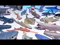 Sharks Collection, Goblin Shark, Thresher Shark, Lemon Shark, Sawfish, Megamouth Shark, Hammerhead