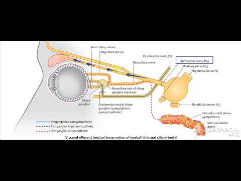 Ophthalmic nerve in orbit 7