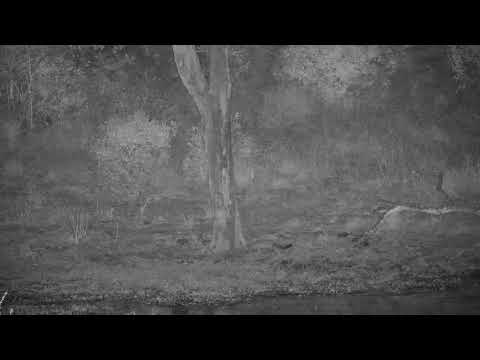 Djuma: Genet on the hunt - 23:08 - 06/04/21