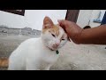 Orange Cat Is Adorable Orange Cat Eating Food