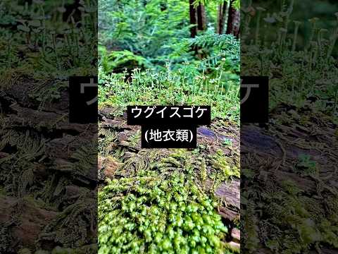 果樹のコケと地衣類：除去する必要がありますか?彼らの目標は何でしょうか？  庭園