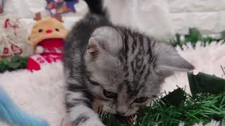 アメリカンショートヘアの動画01